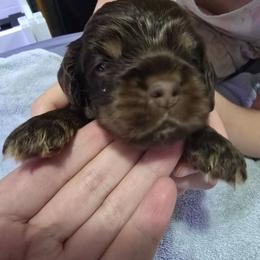 Dk blue collar - Brown white and tan male Cocker Spaniel puppy in South Milwaukee, Wisconsin from South East Wisconsin cocker spaniels