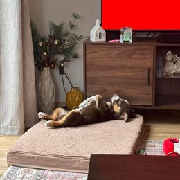 Australian Shepherd Puppies from Van Huitt Australian Shepherds