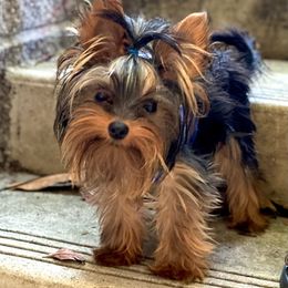 Pilu - Yorkshire Terrier