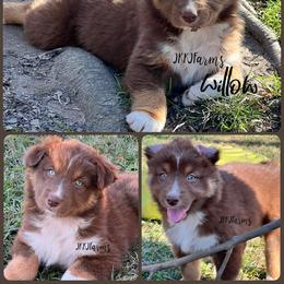 (4) Anne 1623 - Red tri-color female Australian Shepherd puppy in Huntington, Texas from JKKJ Farms