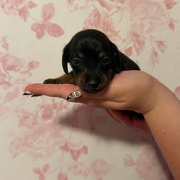 Maple - Black and tan female Dachshund puppy in Weatherford, Texas from Darling Doxies