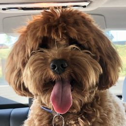Cooper - Australian Labradoodle