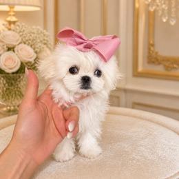 Tiny girl korean 8000 - White female Maltese puppy in Miami, Florida from Natalias Tiny Puppies