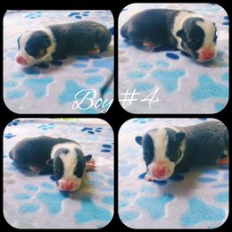Boy 4 - Black and tan male American Corgi puppy in Natchitoches. La, Louisiana from Bleu Bayou Corgis