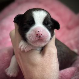 Slate Hairless Boy - Slate male Chinese Crested puppy in Tomball, Texas from Gracieux Chinese Cresteds