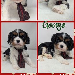 George - Black and tan male Cavalier King Charles Spaniel puppy in Seymour, Missouri from Painted Blessing's AKC Cavaliers LLC