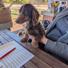 Chip - Chocolate and tan male Dachshund puppy in Spring Hope, North Carolina from Hogan’s Lowrider Hounds