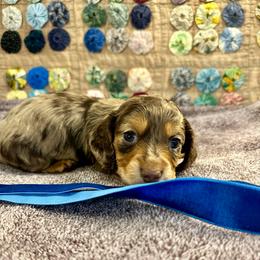 Uno - Dapple male Dachshund puppy in Hensley, Arkansas from The Dachshund Barn