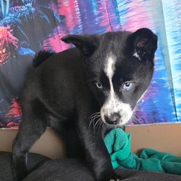 Helly - Black and white female Pomsky puppy in Omaha, Nebraska from Wolfpack Pomskies