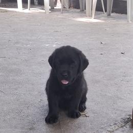 Black male pup - Black male Labrador Retriever puppy in Indiantown, Florida from Spirit Oaks Labrador Retrievers