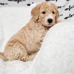Penny - Brown and white female Bernedoodle puppy in Elkhart, Iowa from Quality Iowa Doodles