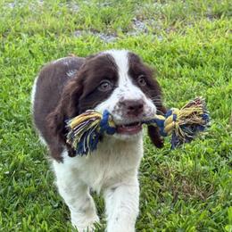 Colby - Liver and white male English Springer Spaniel puppy in Rogers, Ohio from StoneyBrook Setters