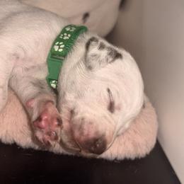 Boy 2 green - White and liver brown male Dalmatian puppy in Miami, Florida from Soflo Dalmatians