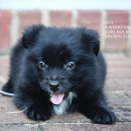 Ava - Black & white female Miniature Australian Shepherd puppy in Patterson, North Carolina from DreamLine Aussies