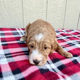 Boy 3 - Apricot male Irish Doodle puppy in Bloomfield, Iowa from Schooley Doodles