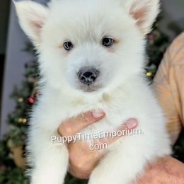 Gourdy-1800 - White male Pomsky puppy in Spring Hill, Florida from www.PuppyTimeEmporium.com