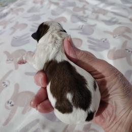 Mickey - Red sable male Havanese puppy in Cleveland, Texas from 7th Heaven Havanese of Texas