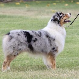 Australian Shepherds from Winchester Aussies