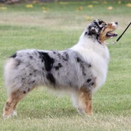 Australian Shepherds from Winchester Aussies
