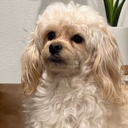 Theo - Shihpoo