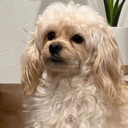 Theo - Shihpoo