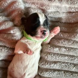 Green collar - Black and white male Shorkie puppy in Staten Island, New York from Sensational Shorkies