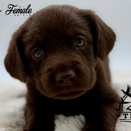 Orange - Chocolate female Labrador Retriever puppy in San Diego County, California from Travis’ Chocolate Labradors