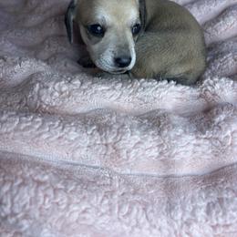 Sissy - Cream female Dachshund puppy in Richwood, West Virginia from Wild and Wonderful Wieners