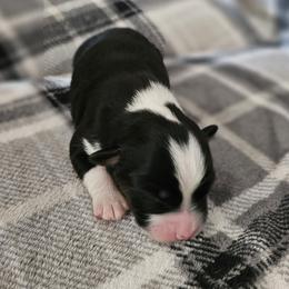 Boy 5 - Black tri-color male Australian Shepherd puppy in Tehachapi, California from Astralvale Aussies