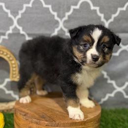 Kurt - Black tri male Miniature American Shepherd puppy in Clinton, Missouri from Mockingbirds American Minis