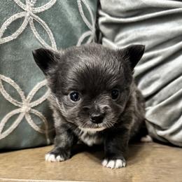 TBD - Blue and white male Chihuahua puppy in Davenport, Florida from Clan Cordovathone