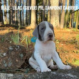 Lilac Pie Tanpoint carrier - Silver male Great Dane puppy in Greenville, South Carolina from Allen’s Ridge Ranch