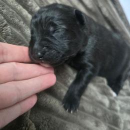 Stardust - Black female Keeshond puppy in Logan, Ohio from Hocking Hills Keeshonds