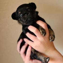 Jasper - Black and tan female Chihuahua puppy in Burleson, Texas from Luxe Paradise House of Chi