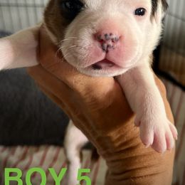 Staffordshire Bull Terrier Puppies from 1LoveStaffies-Hawaii