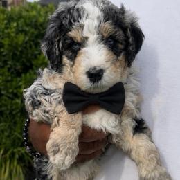 Pepper - Blue merle male Bernedoodle puppy in Richmond, Texas from Harper’s Heartbeats