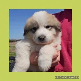ORLA- lime collar - White and badger female Great Pyrenees puppy in Mikado, Michigan from Brittain Family Farm