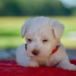 Ariel - White female Miniature Schnauzer puppy in Sumner, Texas from 3M Kennels, LLC