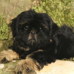 Jet - Shih Tzu
