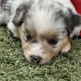 Isbie - Blue merle female Toy Australian Shepherd puppy in Luling, Texas from Little Wood Toy and Mini Aussies