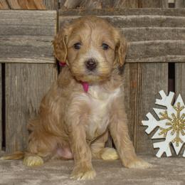 Girl 1 - female Goldendoodle puppy in Macedon, New York from Toodles Goldendoodles