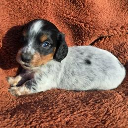 Pepper - Piebald male Dachshund puppy in Washburn, Tennessee from Broken Arrow Miniature Dachshunds