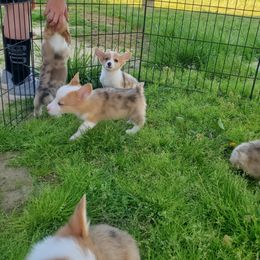 American Corgi Puppies from Thomas Corgi's