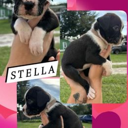 Stella - Brindle female Boxer puppy in Lutz, Florida from Brooklyn's Boxer's