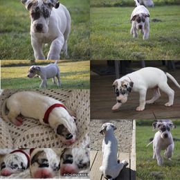 Great Dane Puppies from Cook’s Gentle Giants