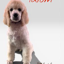 Idiom - White male Poodle puppy in Alaska from Rumor Haz It Kennels