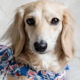 Willow Rue - Dachshund