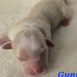 Gunner - Cream male Havanese puppy in Trinity, Alabama from Tooties Cuties Havanese