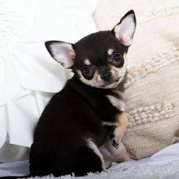 Lacy - Black Chihuahua puppy in Orlando, Florida from Destiny Chihuahuas