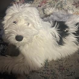 Leroy - Black and white male Sheepadoodle puppy in Brookfield, New Hampshire from Smiley's Sheepadoodles
